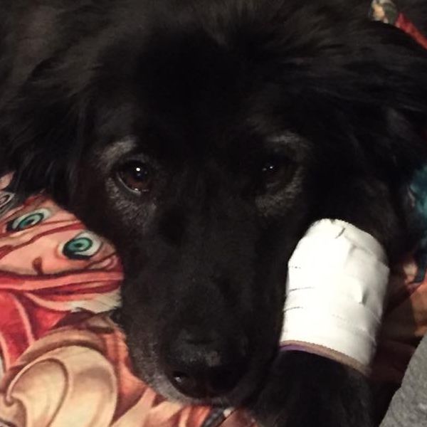 5 Corners Animal Hospital in Orchard Park, NY